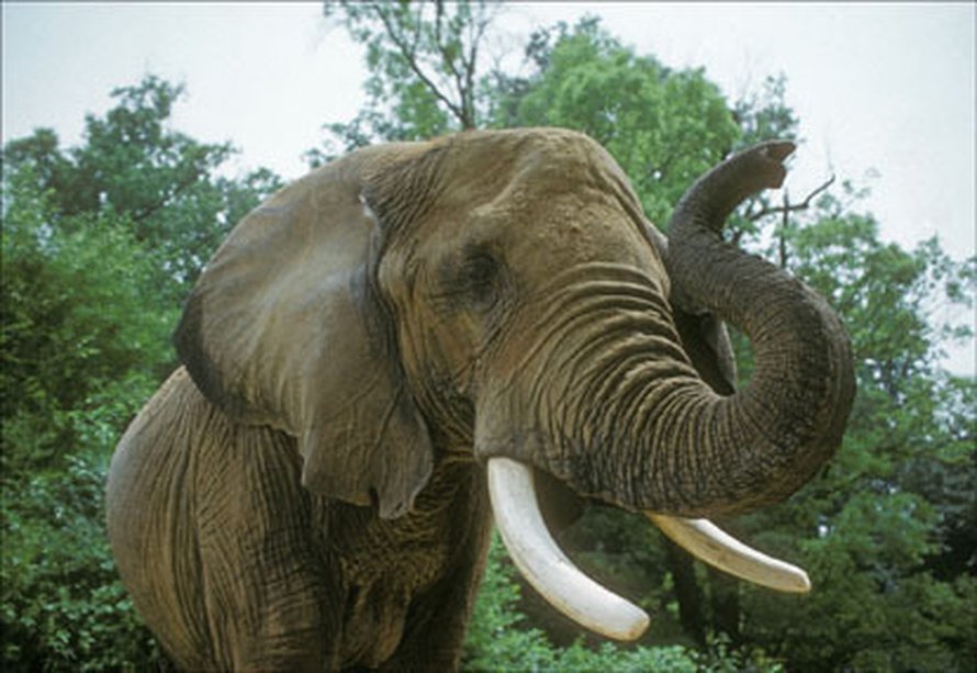 Kuva: <span class="photographer">Jessie Cohen/Smithsonian National Zoological Park</span>