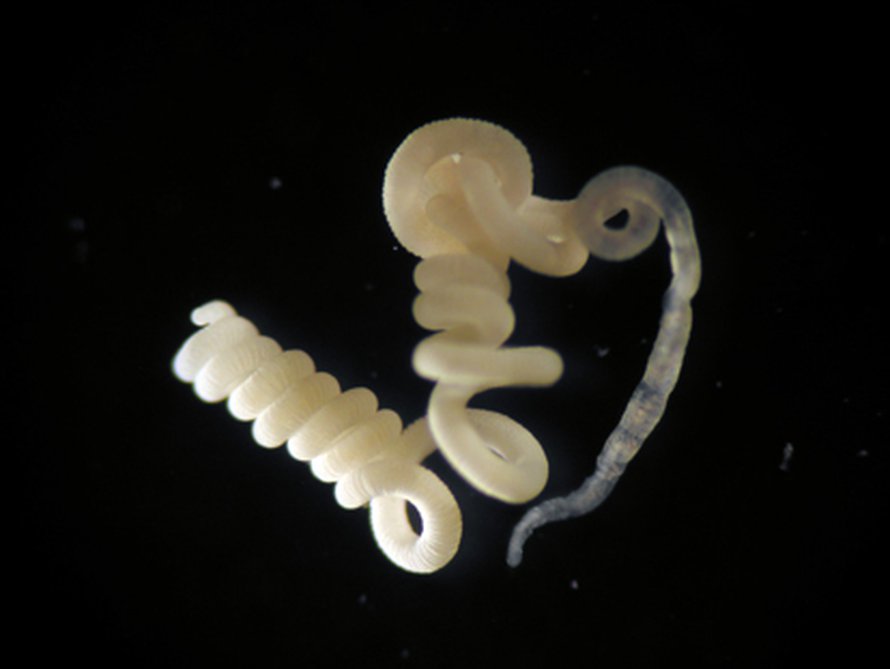 <i>Olavius algarvensis</i>. Kuva: <span class="photographer">HYDRA/MPIMM/C.Lott</span>