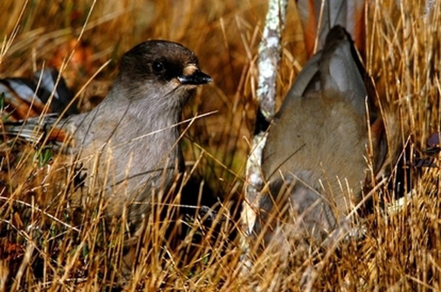 Iskän kanssa on kuukkelinpojan turvallista ruokailla. Kuva: <span class="photographer">Michael Griesser</span>