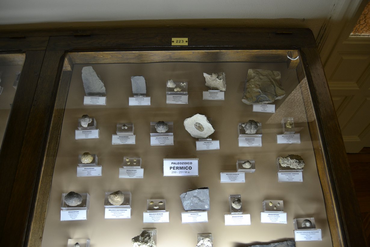 Permikauden fossiileja museossa. Kuva: Emilio J. Rodríguez Posada / Wikimedia Commons