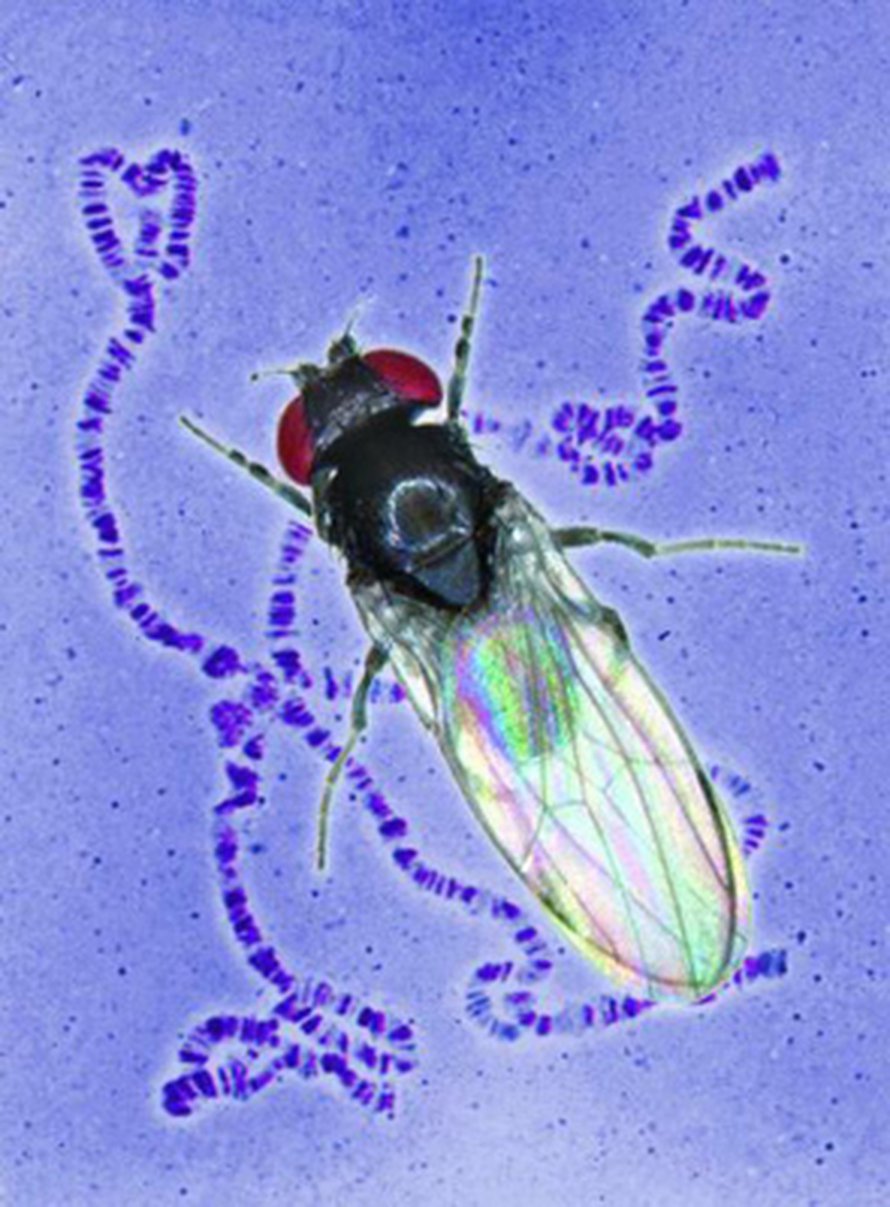 Drosophila subobscura. Credit: Raymond Huey/University of Washington