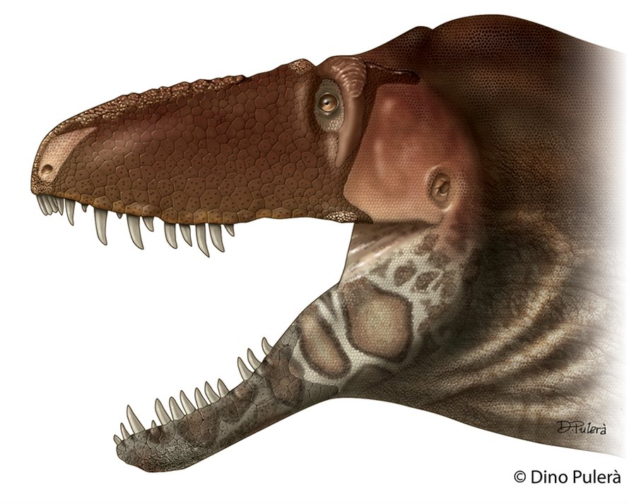 Tyrannosaurus rexin sukulainen Daspletosaurus horneri johdatti paleontologit perille tyrannosaurusten kuonon luonteesta. Kuva: <span class="photographer">Dino Pulerà</span>