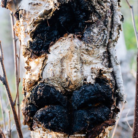 Pakurikääpä tekee koivuun mustanpuhuvia kasvaimia. Ne muodostuvat sienirihmastosta ja puun nilasolukosta. Kuva: <span class="photographer">MVPhotos</span>