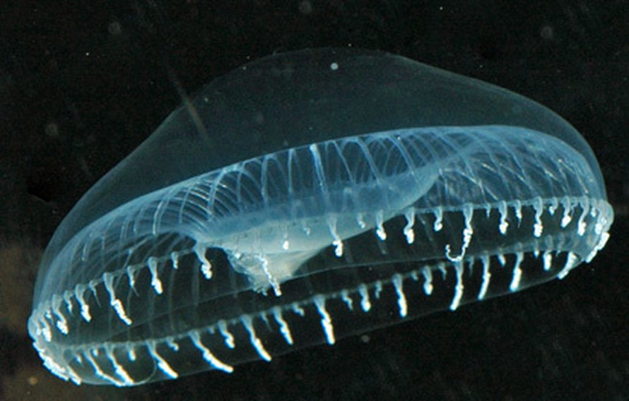 Aequorea victoria -meduusa hohtaa häirittynä vihreänä. Kuva: <span class="photographer"><A HREF=http://en.wikipedia.org/wiki/Image:Aequorea4.jpg>Wikimedia Commons</A>.</span>