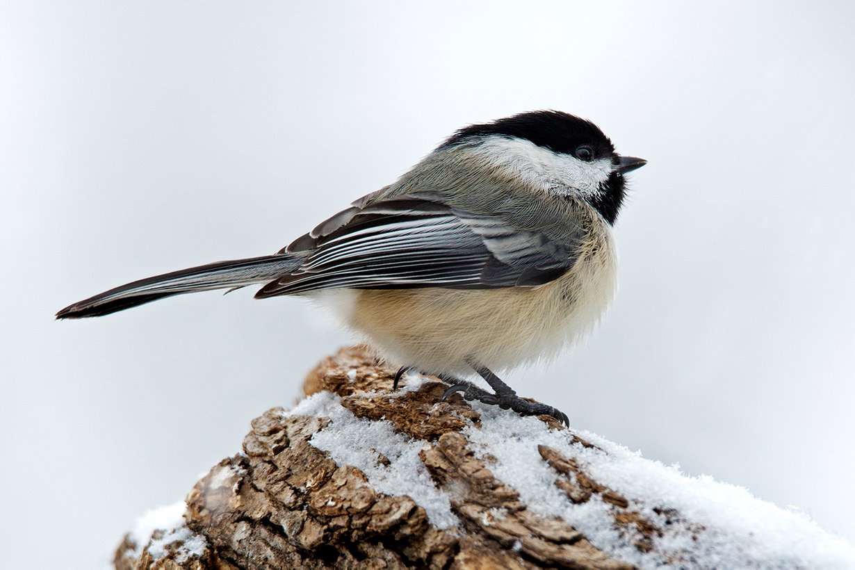 Tiaiset panevat paljon piiloon. Kuva: Shutterstock