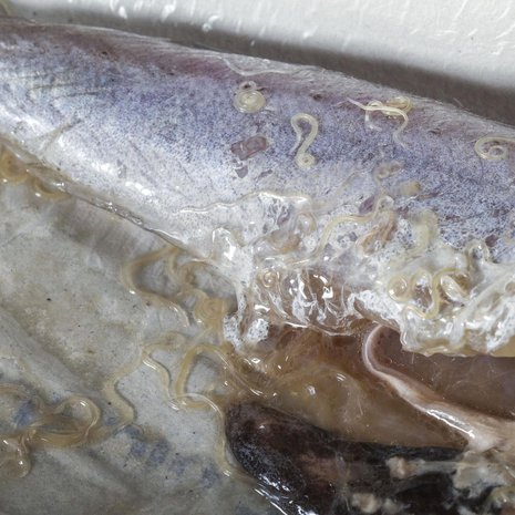 Sillimadot ovat runsastuneet joissakin merikaloissa. Sitä ei esiinny suomalaisessa kirjolohessa eikä kasvatetussa lohessa kuten Norjan lohessa. Ja jos matoja on, pakastaminen tappaa ne. KUVA: Gonzalo Jara / Shutterstock