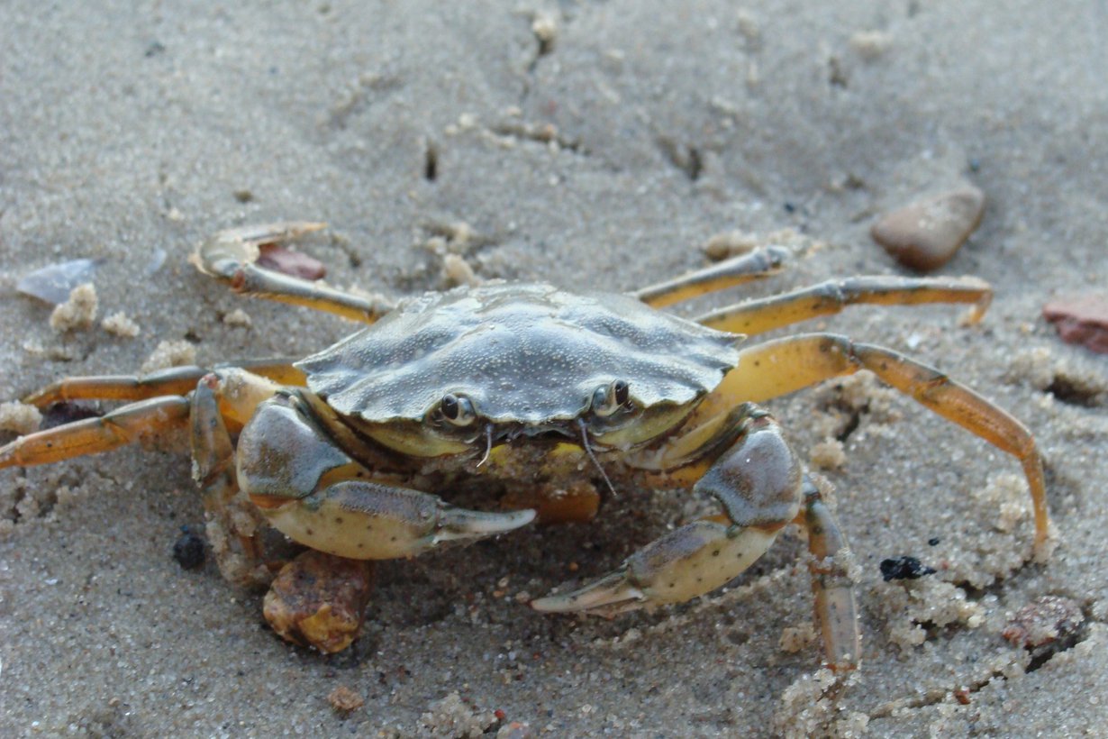Rantataskurapu ei ole tunnoton olento. Kuva: D. Hazerli, Wikimedia Commons