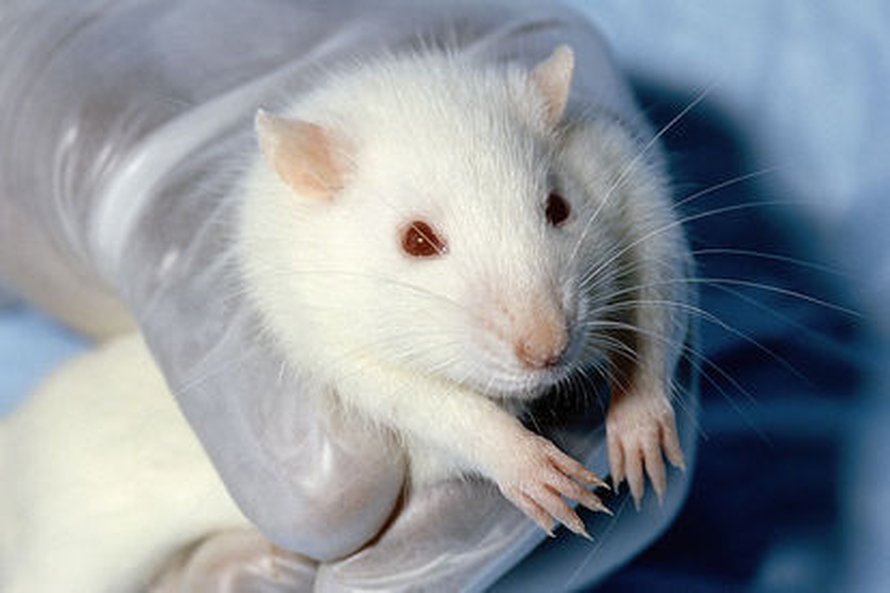 Kuva: <span class="photographer"><a href=http://commons.wikimedia.org/wiki/File:Wistar_rat.jpg> Wikimedia Commons</a></span>