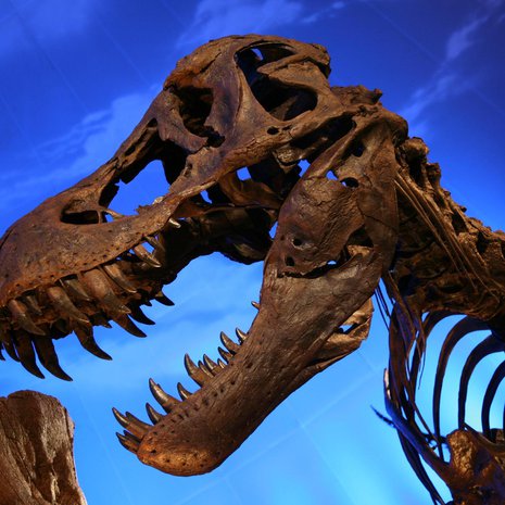 Dinosaurusten kuninkaan leuat olivat paitsi maailman vahvimmat, myös matelijoille poikkeukselliset. Kuva: <span class="photographer">Daniel Schwen/ Wikimedia Commons.</span>