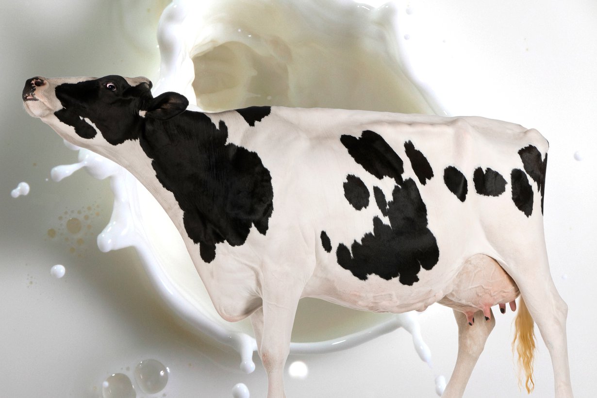 Holstein tuottaa yleensä enemmän kuin ayshire. Kuva: Shutterstock