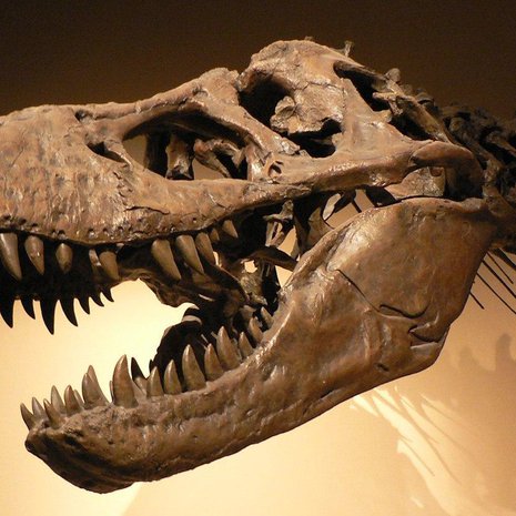 Tyrannosauruskin olisi selvinnyt toisenlaisesta törmäyksestä. Kuva: <span class="photographer">Wikimedia Commons</span>