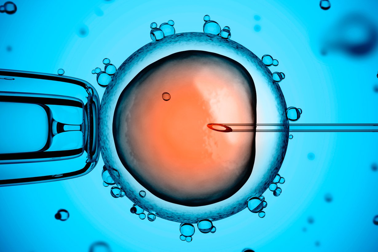 Kehitysbiologi haluaa tietää, miten geenit ohjaavat munasolun kasvua alkiorakkulaksi. Kuva: Shutterstock
