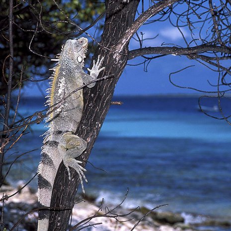 Iguaaneja, kuten kuvan Iguana iguana, tavataan Keski- ja Etelä-Amerikassa sekä Karibialla. Tämä yksilö kuvattiin Hollannin Antilleilla. Kuva: <span class="photographer">CLAY COLEMAN / SCIENCE PHOTO LIBRARY</span>