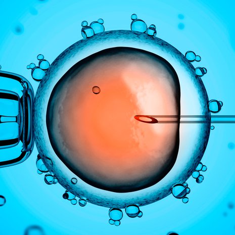 Kehitysbiologi haluaa tietää, miten geenit ohjaavat munasolun kasvua alkiorakkulaksi. Kuva: <span class="photographer">Shutterstock</span>