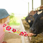 Maatalojen kotipölyssä oli enemmän mikrobilajeja kuin kaupunkikodeissa. Kuva: <span class="photographer">Shutterstock</span>