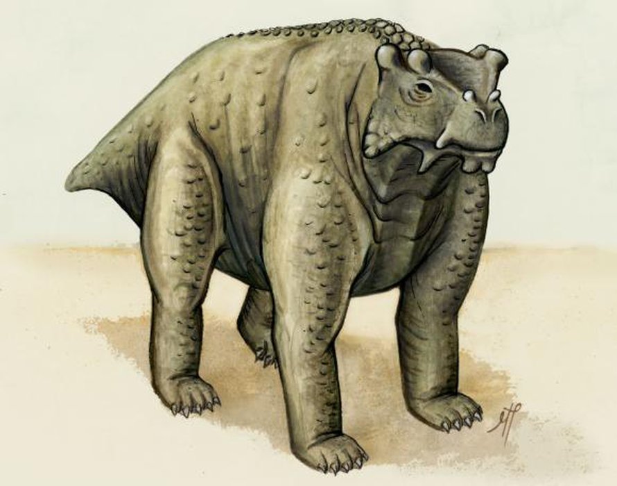 Bunostegos akokaensis oli suunnilleen lehmän kokoinen. Kuva: <span class="photographer">Morgan Turner</span>
