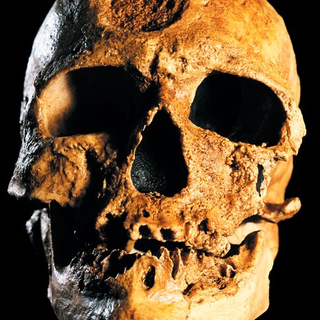 Alkuperäiset eurooppalaiset saattoivat hävitä kokonaan, vihjaa fossiileista kerätty mitokondrion dna. Kuva: <span class="photographer">Science Photo Library / MVPhotos</span>