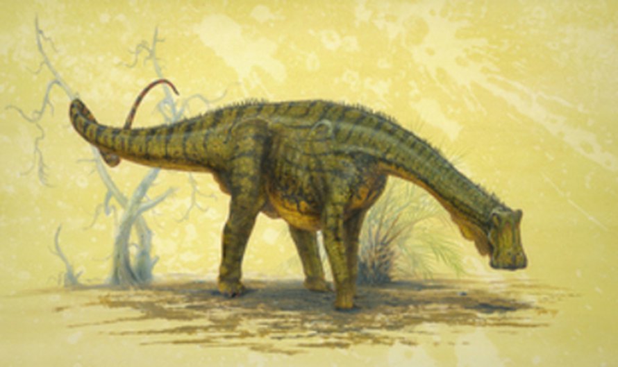 Nigersaurus taqueti. Kuva: <span class="photographer">Art by Todd Marshall, courtesy of Project Exploration, Copyright 2007 National Geographic.</span>