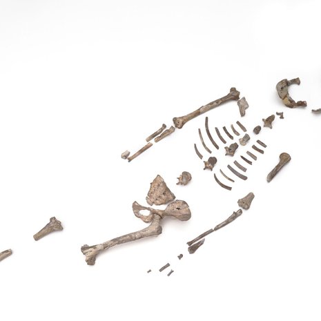 Lucyn 3,18 miljoonaa vuotta vanhojen luiden murtumat ovat syntyneet rajusta iskeytymisestä maahan. Kuva: <span class="photographer">Marsha Miller / University of Austin</span>