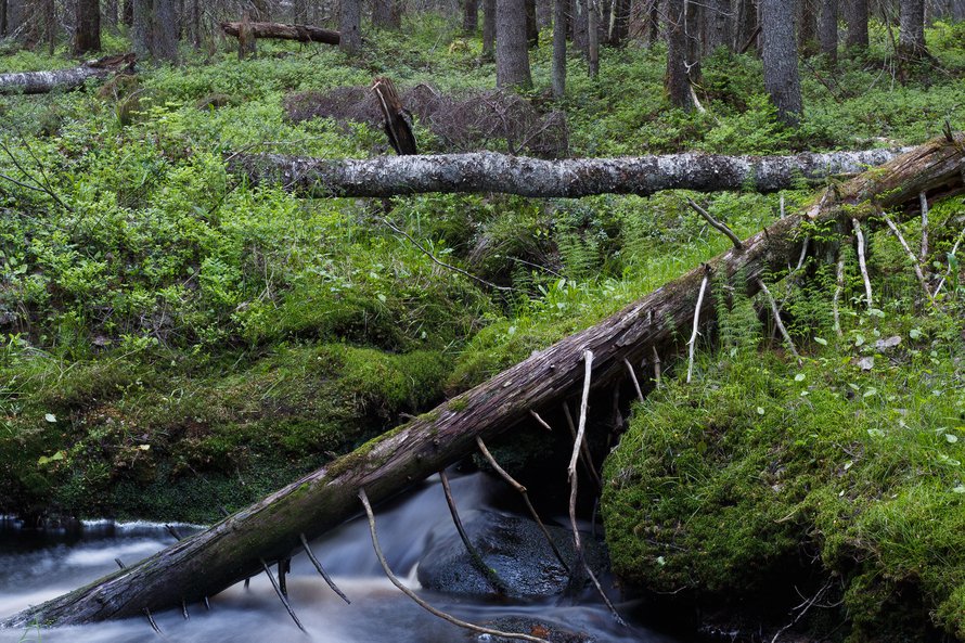 Metsään ei voi sitoa rajattomasti hiiltä. Kuva: <span class="photographer">Vastavalo</span>