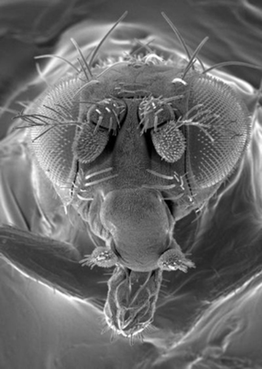 Banaanikärpäsen hiilidioksidia maistavat reseptorit ovat sen suuosissa, muut makureseptorit taas sijaitsevat ruumista peittävissä sukasissa. Kuva: <span class="photographer">CSIRO, Entomology</span>