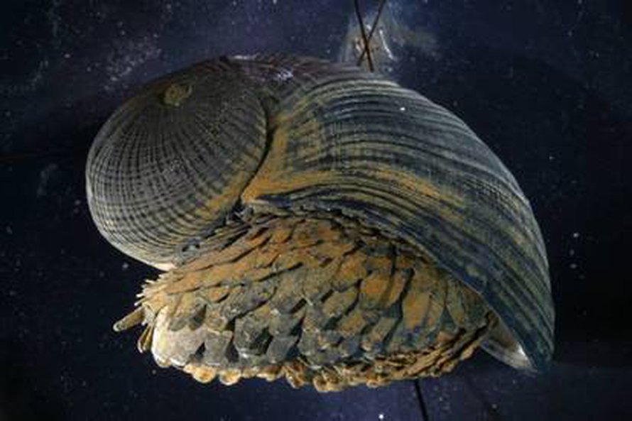 Crysomallon squamiferum. Kuva: <span class="photographer">Dr. Anders Warén/Swedish Museum of Natural History, Stockholm, Sweden
</span>