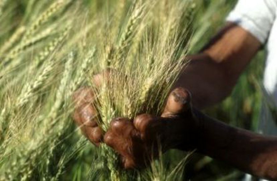 Leipävehnä (Triticum aestivum) on maapallon tärkein leipävilja. Kuva: <span class="photographer">FAO.</span>