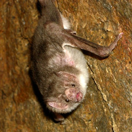 Vampyyri saa kaverin jakamalla ruokaa. Pelin henki on vastavuoroisuus. Kuva: <span class="photographer">wikipedia</span>
