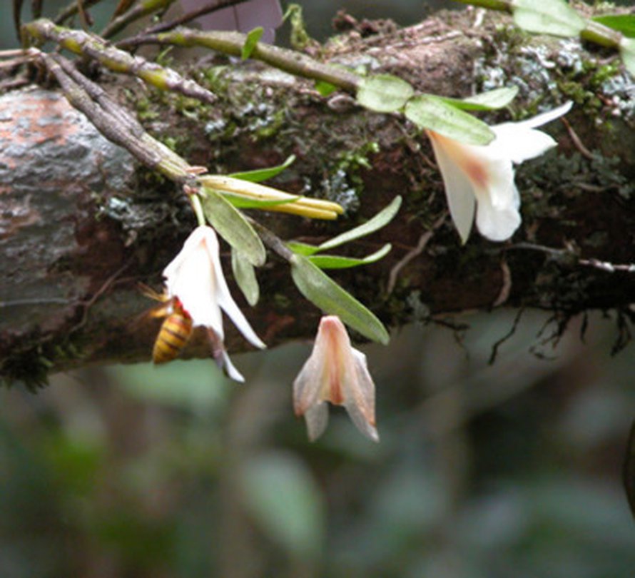 Herhiläinen Vespa bicolor etsii mehiläistä Dendrobium sinense -orkideasta. Kuva: <span class="photographer">M. Song.</span>