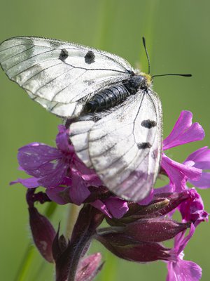 Pronssinen kaulus paljastaa tämän yksilön naaraaksi.