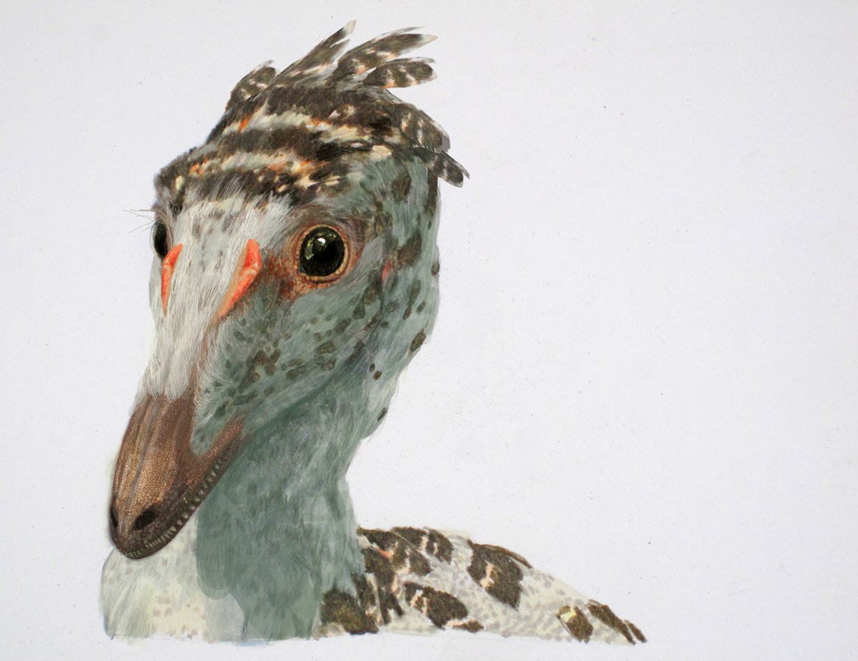 Lihaa syövän Troodon formosuksen määrät pysyivät vakaina loppuun asti.