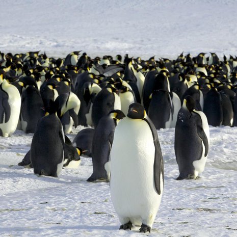 Keisaripingviinit elävät Antarktiksella. Kuva: <span class="photographer">Martin Passingham / Reuters</span>