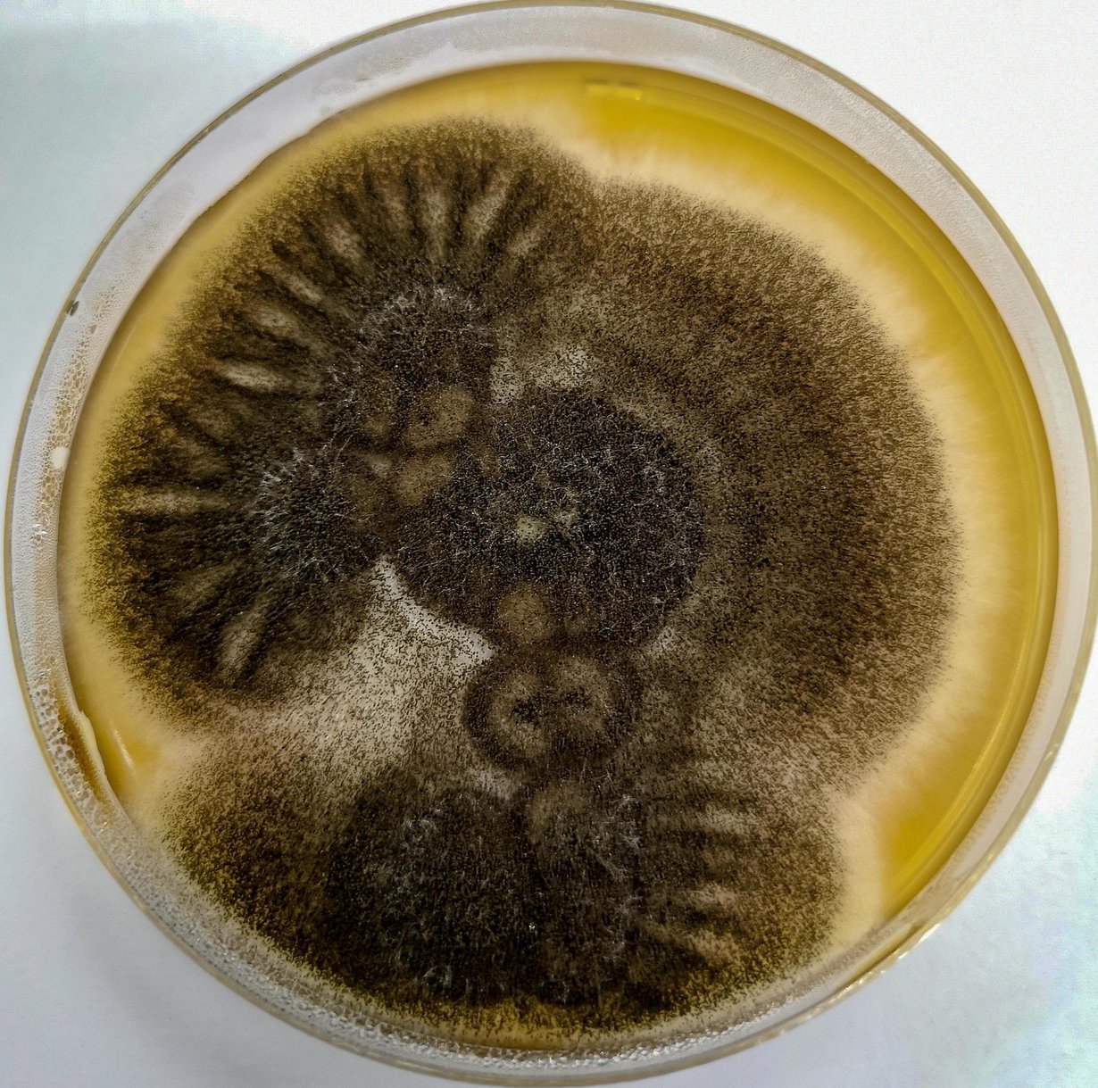 Nuijahome eli Aspergillus niger on todellinen selviytyjä, sillä se voisi pärjätä Marsissakin. Kuva: Shutterstock