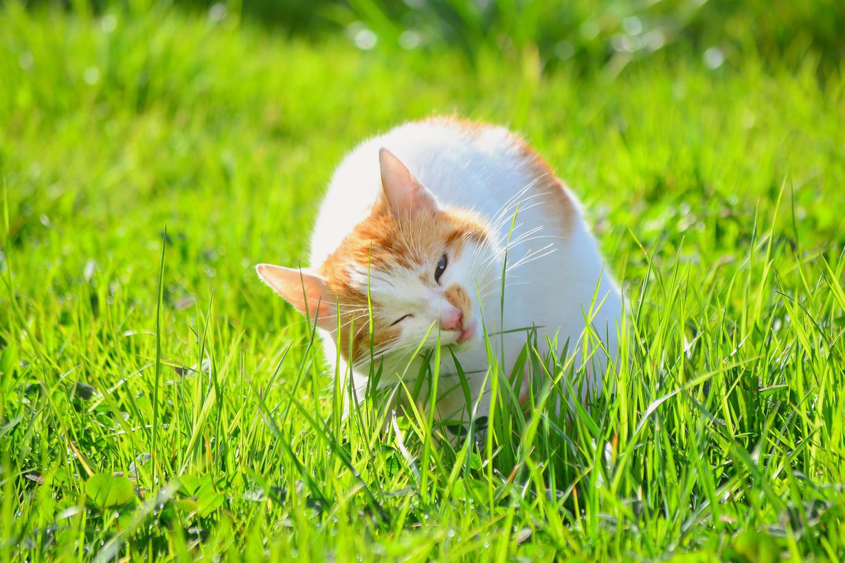 Tavallista puuhaa kissalle. Kuva: Shutterstock