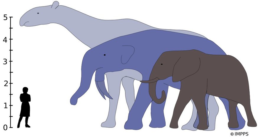 Suurimmat koskaan eläneet maanisäkkäät, Indricotherium ja Deinotherium olisivat jättäneet nykyisen savanninorsun.