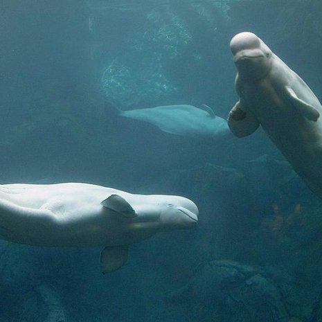 Luonnossa elävät maitovalaat saavat syöpiä ihmisen mereen päästämistä ympäristömyrkyistä. Kuvan yksilöt uivat akvaariossa. Kuva: <span class="photographer">Wikimedia Commons</span>