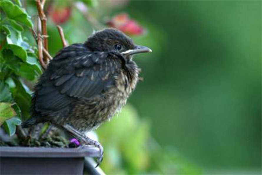 Mustarastas. Kuva: <span class="photographer">Ingo Teich / Max Planck Institute for Ornithology</span>
