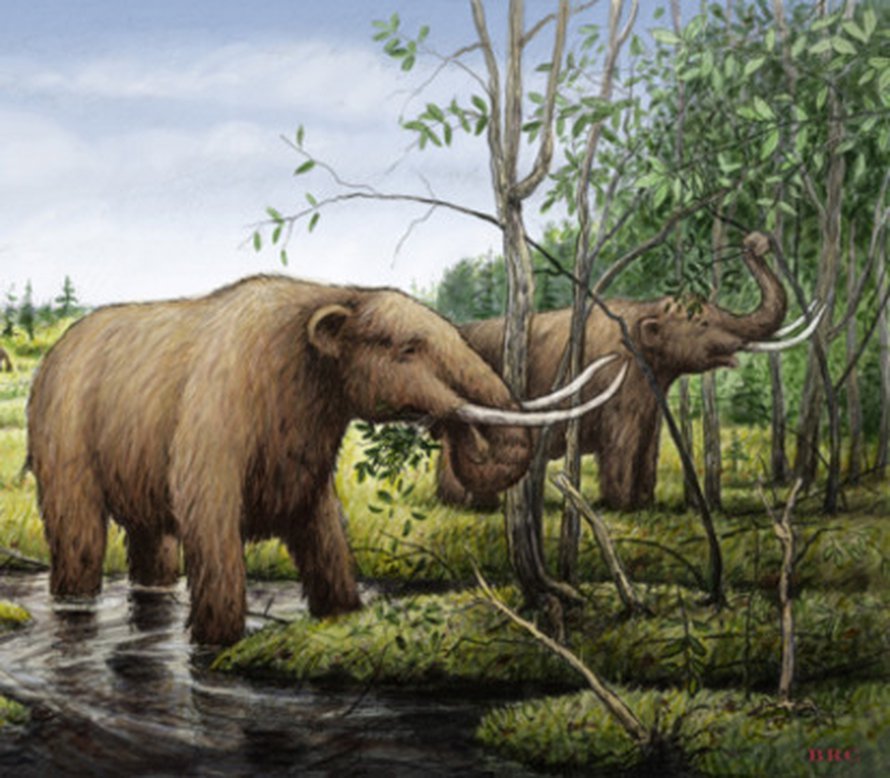 Mastodontti muistutti norsua.
Kuva: <span class="photographer">Barry Roal Carlsen, University of Wisconsin-Madison</span>