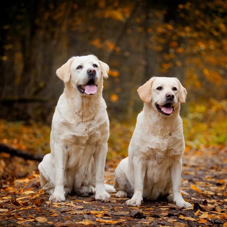 Labradorinnoutajien epigeneettinen kello myötäilee niiden kehitysvaiheita. Kuva: <span class="photographer">Shutterstock</span>