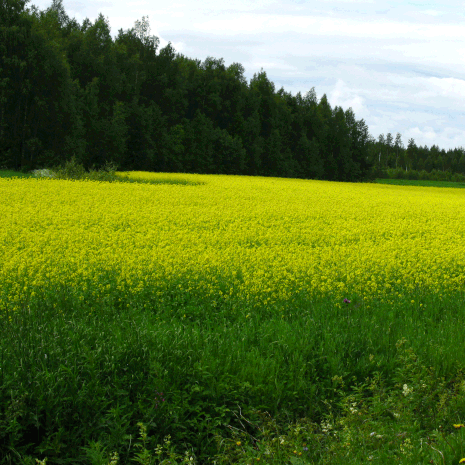 Kukinnassa on eroa. Kuva: <span class="photographer">Wikimedia Commons</span>