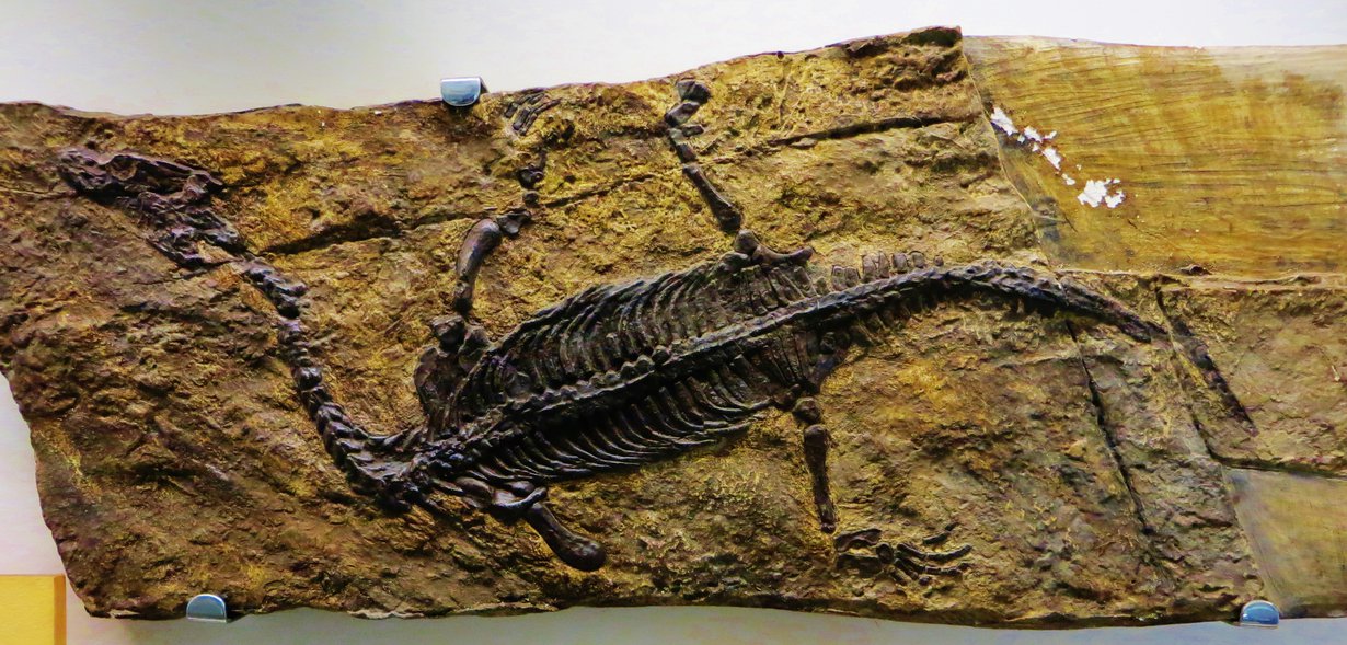 Merimatelija Lariosaurus balsami eli triaskaudella, joka päättyi 201 miljoonaa vuotta sitten. Kuva: Ghedoghedo, Wikimedia Commons