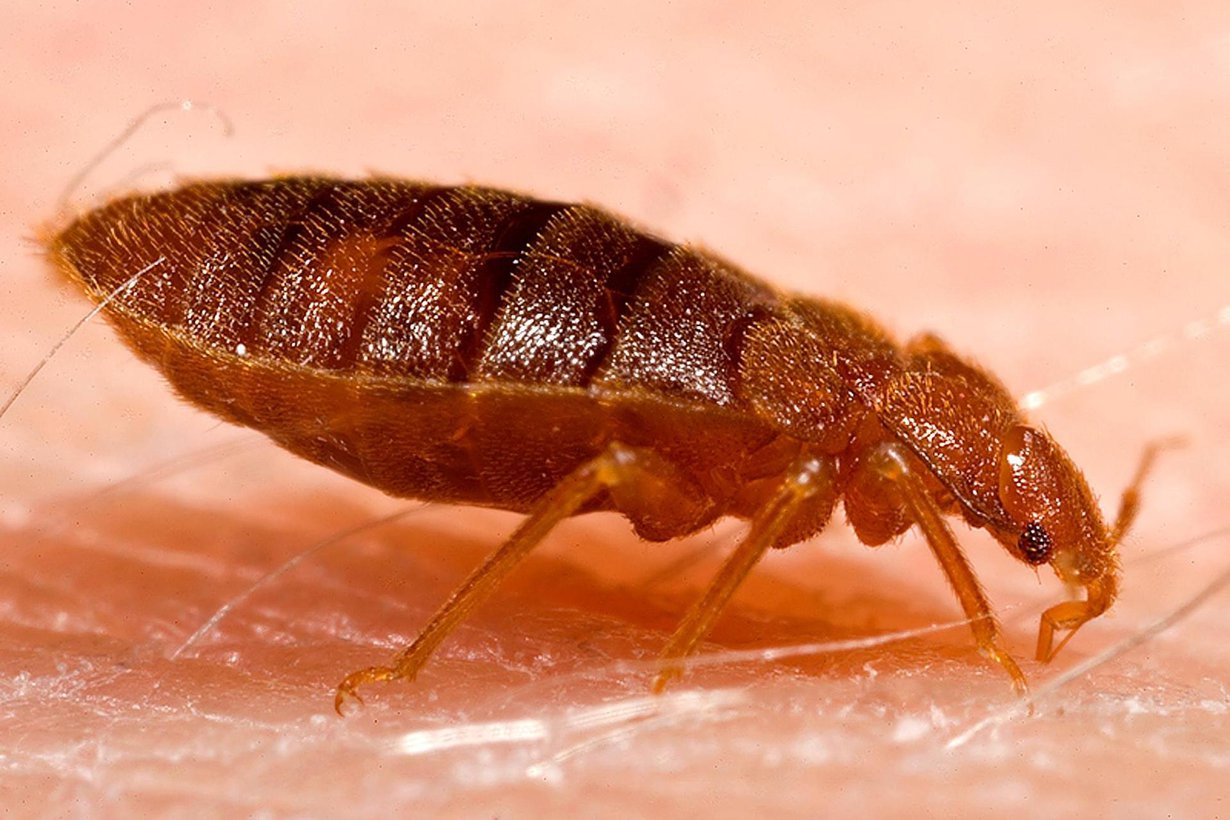 Lutikka on vahvistunut. Kuva: Wikimedia Commons