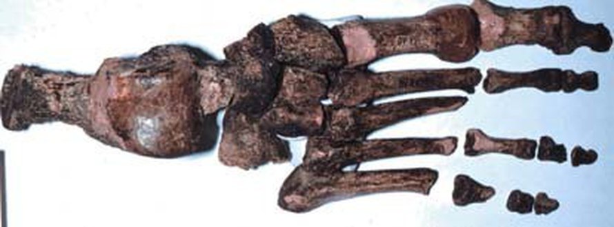 <small>26 000 vuotta sitten varvasluut ohenivat (Kuva: <span class="photographer">Erik Trinkaus/Czech Academy of Sciences) </small>.</span>