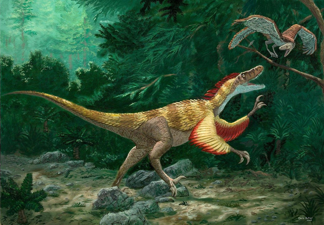 Dinosaurusfossiilin jalat muistuttivat kuvassa olevan Velociraptor-dinosaurussuvun jalkoja. Kuva: CHRISBUTLER / SCIENCE PHOTO LIBRARY