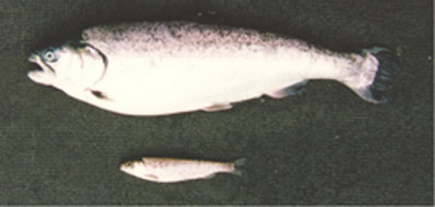 Geenimuunneltu lohi kasvaa altaassa vuodessa moninkertaisesti isommaksi kuin muuntelematon lajitoveri. Kuva: <span class="photographer">Robert Devlin</span>