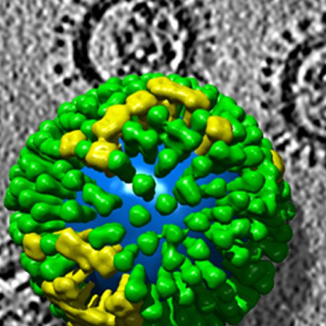 Influenssavirus tarttuu soluihin pintaproteiineillaan hemagglutiniineilla. Kuva: <span class="photographer">NIH, Wikimedia Commons</span>