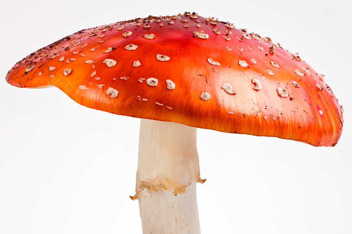 Mikä on myrkkyä meille, on myrkkyä myrkkyä myös koiralle. Kuva: Shutterstock
