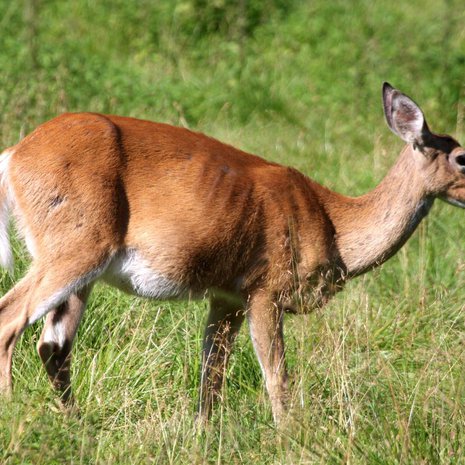 Altteimpia taudille ovat valkohäntäpeurat (kuvassa) ja mustahäntäpeurat. Tauti tarttuu myös hirviin. Kuva: <span class="photographer">Kimmo Taskinen</span>