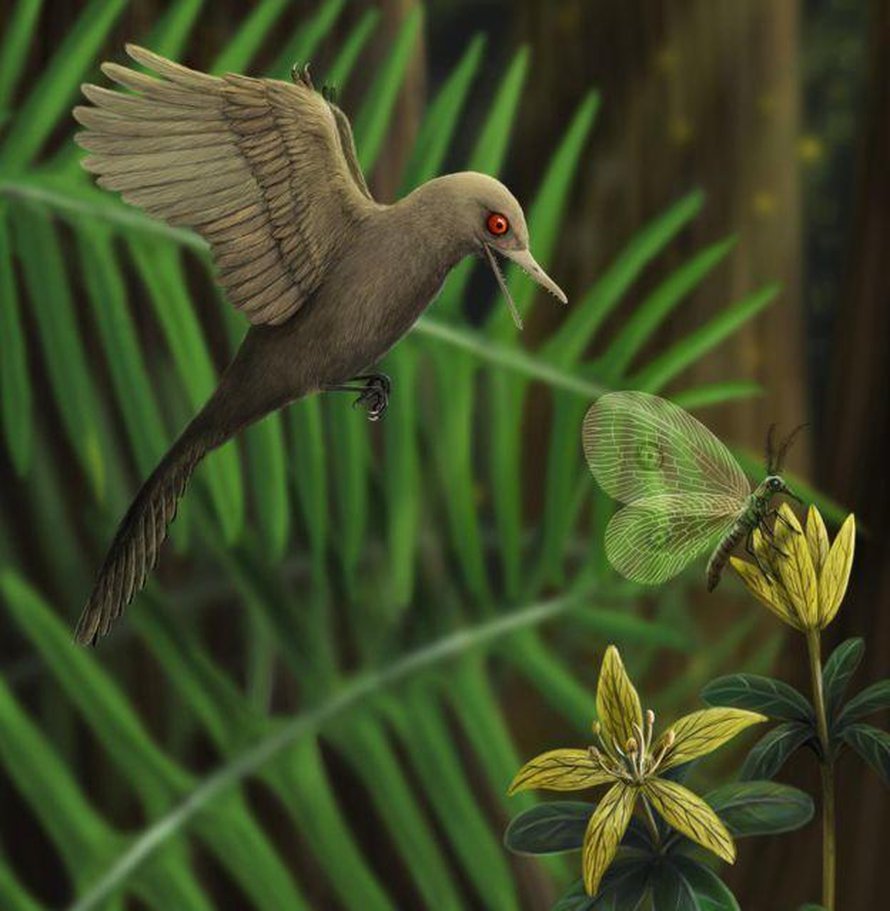 Oculudentavis khaungraae oli kolibrin kokoa mutta silti se oli saalistaja. Taiteilijan näkemys. Kuva: <span class="photographer">Han Zhixin</span>