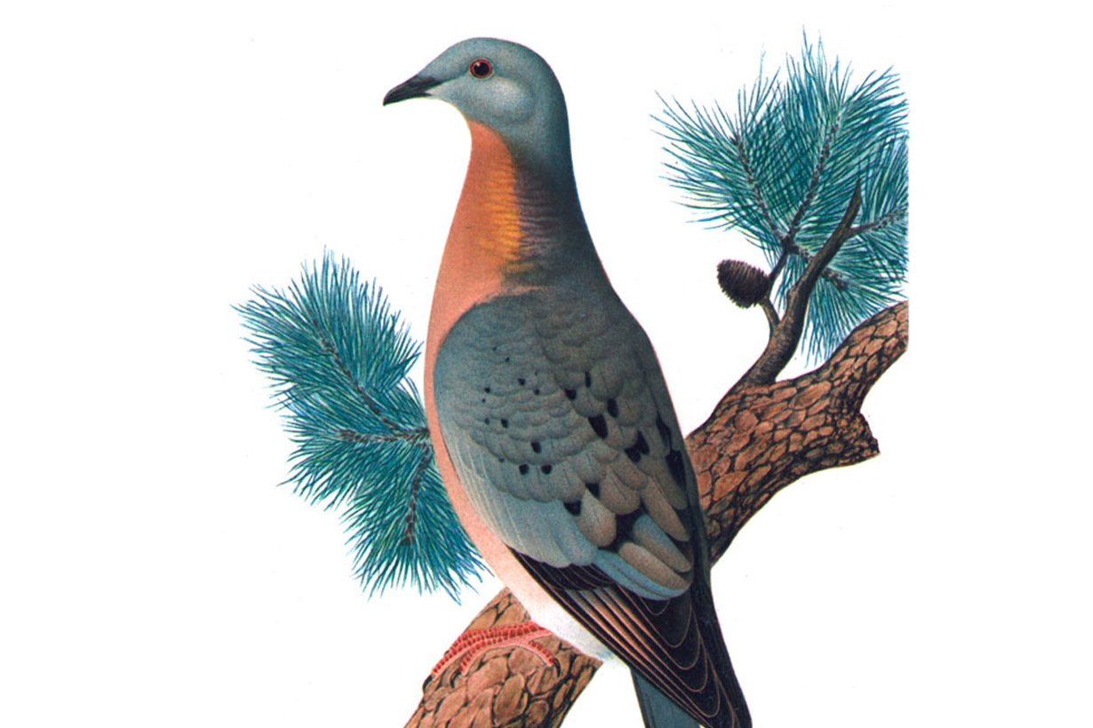 Muuttokyyhky meni jo. Kuva: Wikimedia Commons